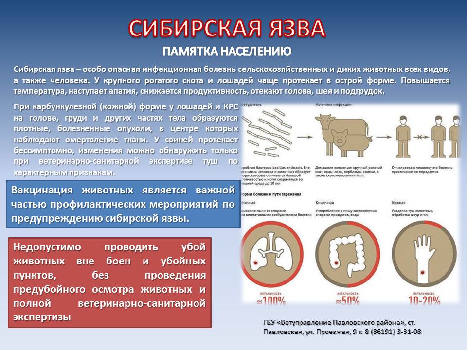 Сибирская язва пути заражения. Источник сибирской язвы. Профилактика сибирской язвы памятка.